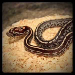 Meet your Posher, Willow